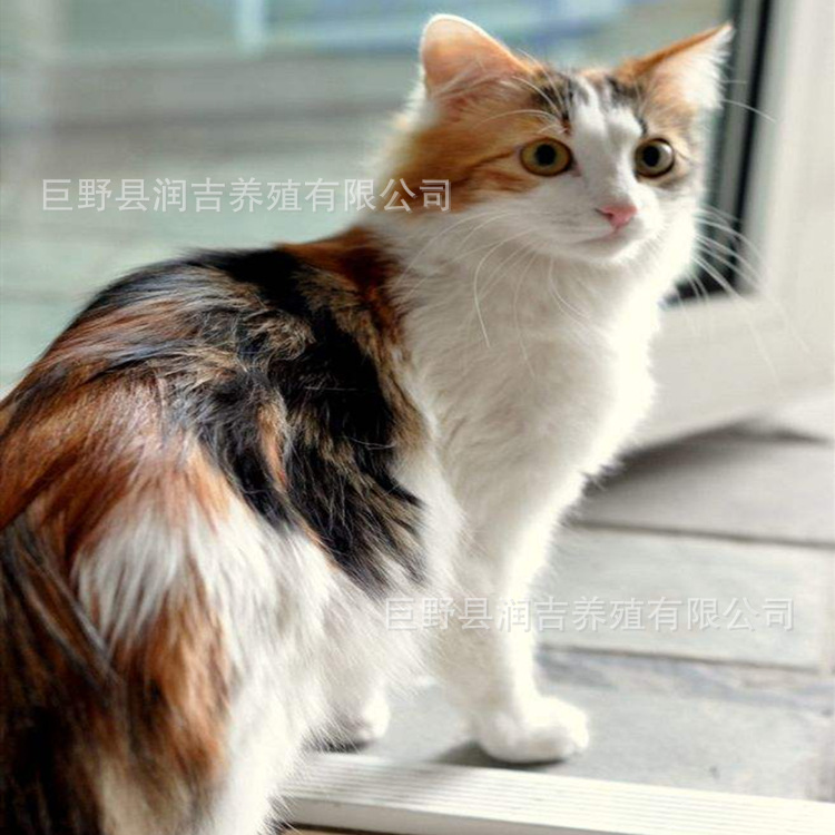 猫咪领养宠物活体狸花猫小奶猫土猫黑猫白猫橘猫品种田园猫 阿里巴巴