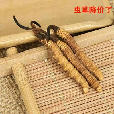 正宗西藏冬虫夏草 那曲正品新鲜冬虫夏草 散装野生虫草4条无断草|ru