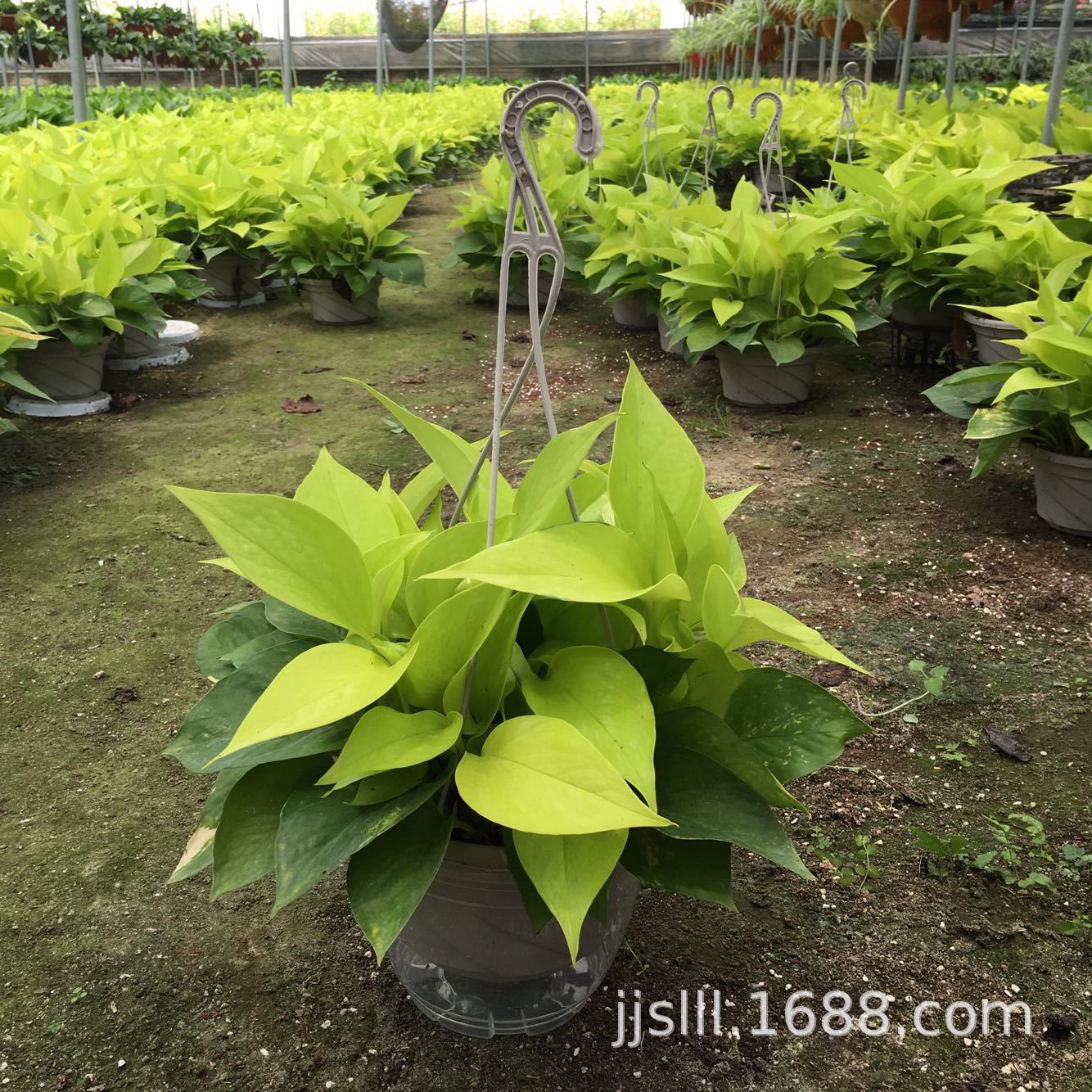 impicture_bc1ecb0b162fc5f09a96