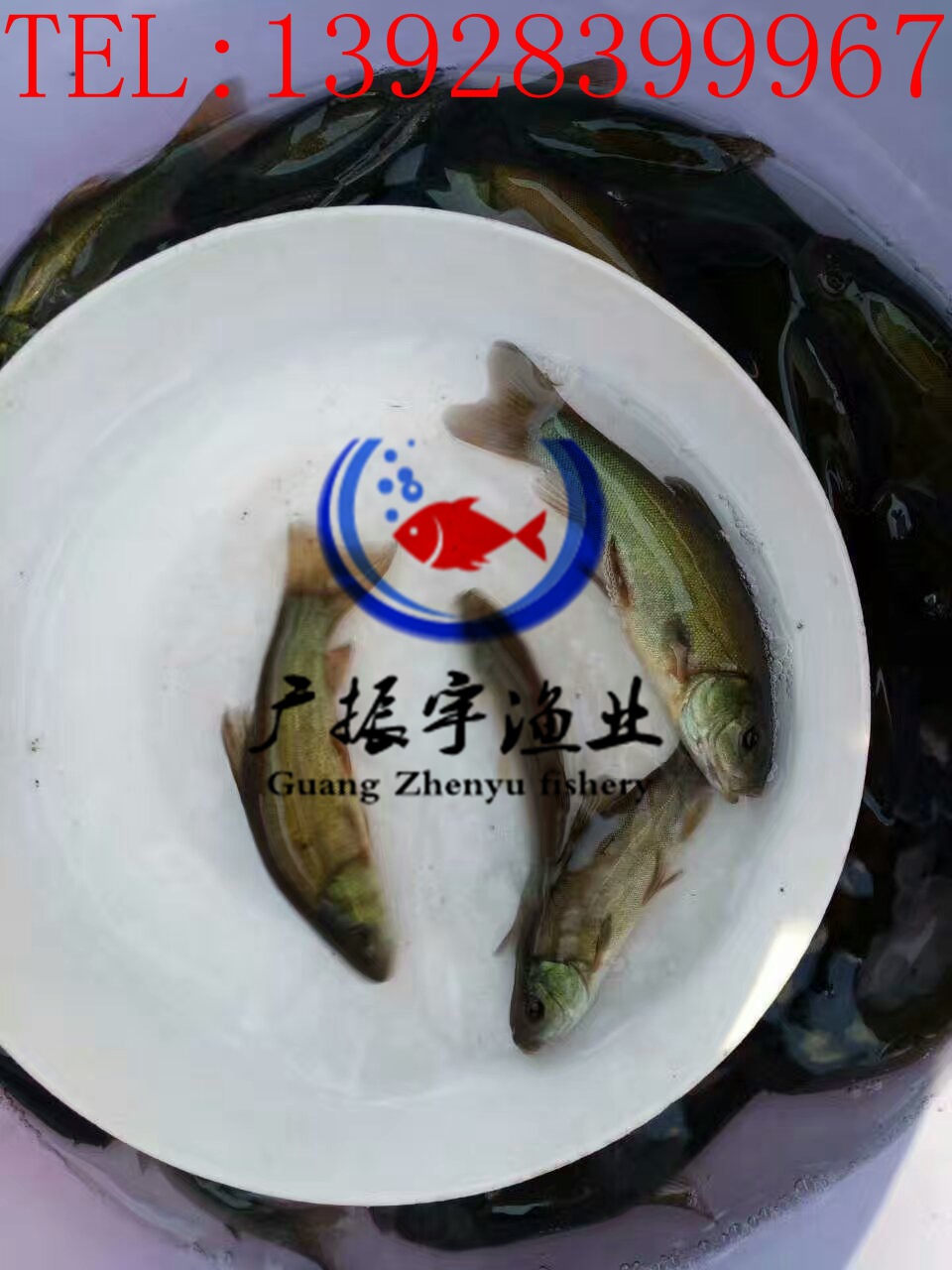 丁桂鱼2