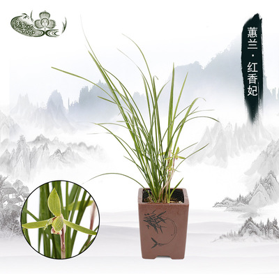 Cymbidium orchid Aromatic Green plant Potted plant Survive