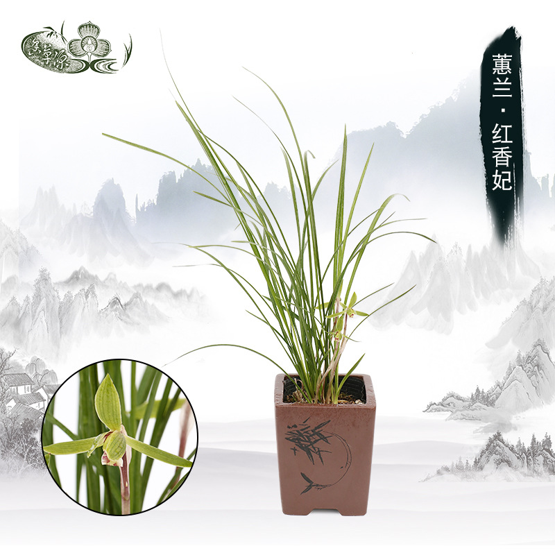 Cymbidium orchid Aromatic Green plant Potted plant Survive