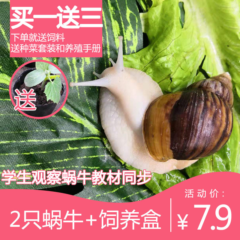 Snail living thing Pets White jade Snail suit Great Snail Snail student Scientific experiments Watch Snail edible