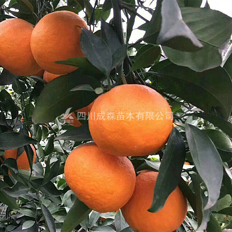 爱媛38号 四川基地直销爱媛38号嫁接苗 杂柑果树苗