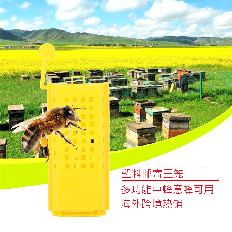 跨境热销养蜂工具 塑料邮寄王笼带耳朵 囚王笼 多功能中蜂意蜂蜂