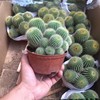 [Base directly batch] Multi -head and multi -crown gold crowns are observed in the mixed golden monkeys indoor sandy cactus plant potted plants