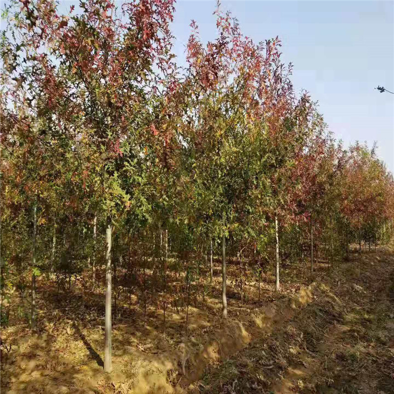 红橡树苗 娜塔莉红橡树种植基地出售5-15公分北美红栎红橡树-阿里巴巴