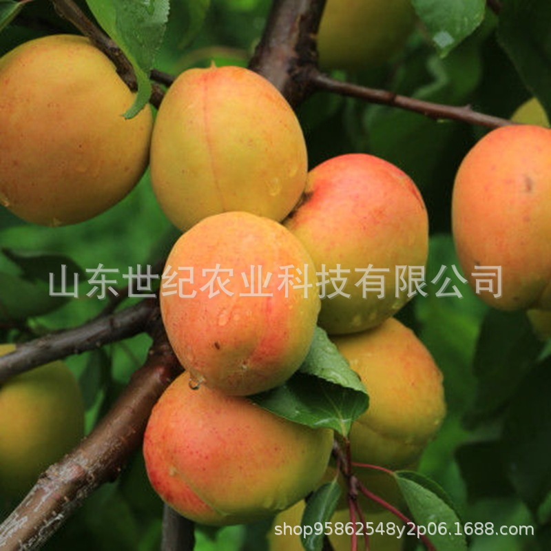 杏子与桃子嫁接水果,杏树上嫁接桃树的图片,桃子图片水果_大山谷图库