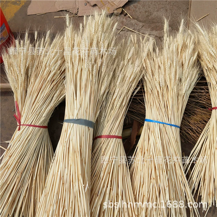 Оптовая Пшеница уха сушеный цветок желтая Пшеница уха Моделирование Цветок Белая пшеница уха моделирование пшеничные уши Свадебные украшения съемка