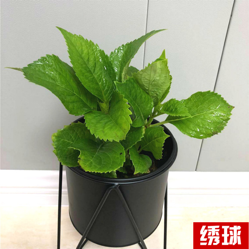 Planta verde de escritorio mayorista flor de oficina flor de rosa verde árbol rico base de plantas de maceta interior suministro image 42