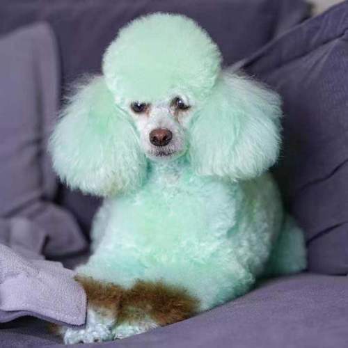 Small paw print opawz pet temporary dyeing shampoo and shower gel for cats and dogs washed several times macaron color 7 color selection