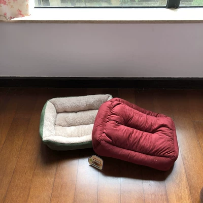 Çadırlar Chihuahua Bomei Teddy