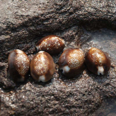 雪山宝螺批发家居水族装饰 天然贝壳海螺 鱼缸 工艺装饰 工艺装饰|ms
