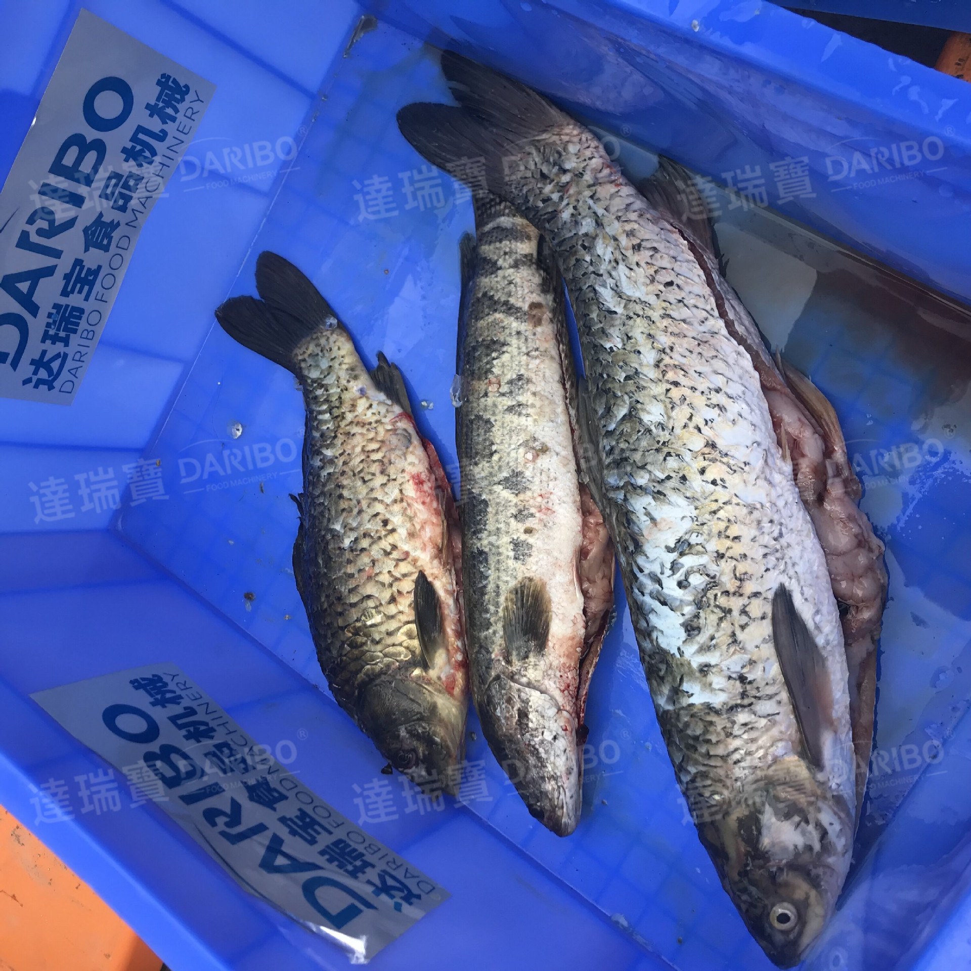 A商用大型杀鱼机珍珠斑鱼开肚去鱼鳞设备 鲫鱼杀鱼机开肚去鳞机-阿里巴巴