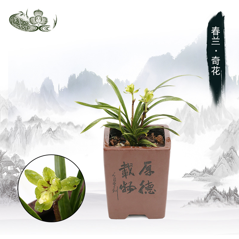 春兰奇花兰花室内室外清香绿植兰草花卉盆栽装饰摆件养生养性