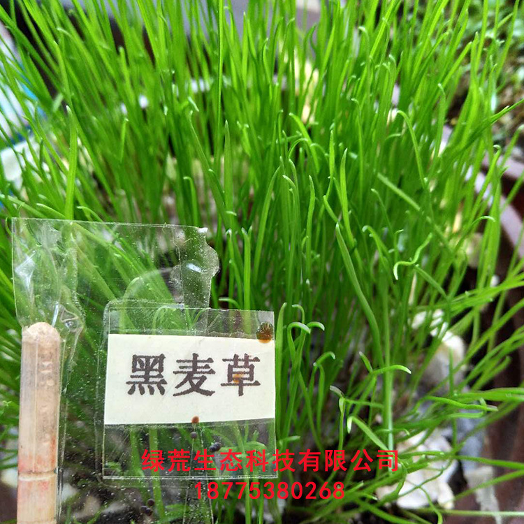 边坡绿化防护  庭院草坪足球场草坪 黑麦草草籽  荒坡治理