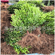 �����S��r��� �����S�� С�~�S��Сë������Xһ��