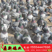 供應肉鴿養殖  肉鴿種鴿  鴿子苗價格