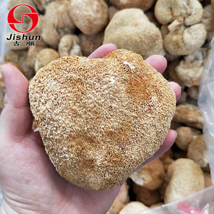 Нажмите, чтобы продать грибы Герициум, один юань, один -духол, 6 см или более, грибы, сухие товары, прогулка по каналу Горячи