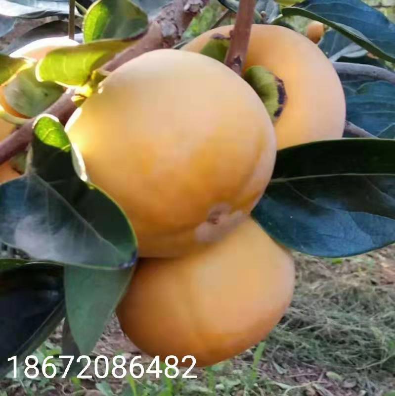 微信图片_20190930201727