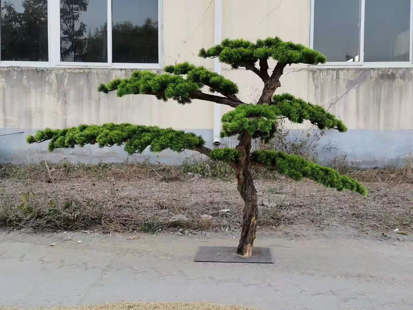 12e2ceae9ec43904c4f956c5545746