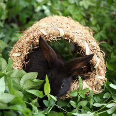 Pet Hay Wholesale Manufacturer Braided Tunnels for Rabbits, Hamsters, and Chinchillas, Including Sleeping Beds, Cages, Interior Landscaping, and Hideaways