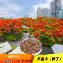 红花种子 红花种子品牌 图片 价格 红花种子批发 阿里巴巴