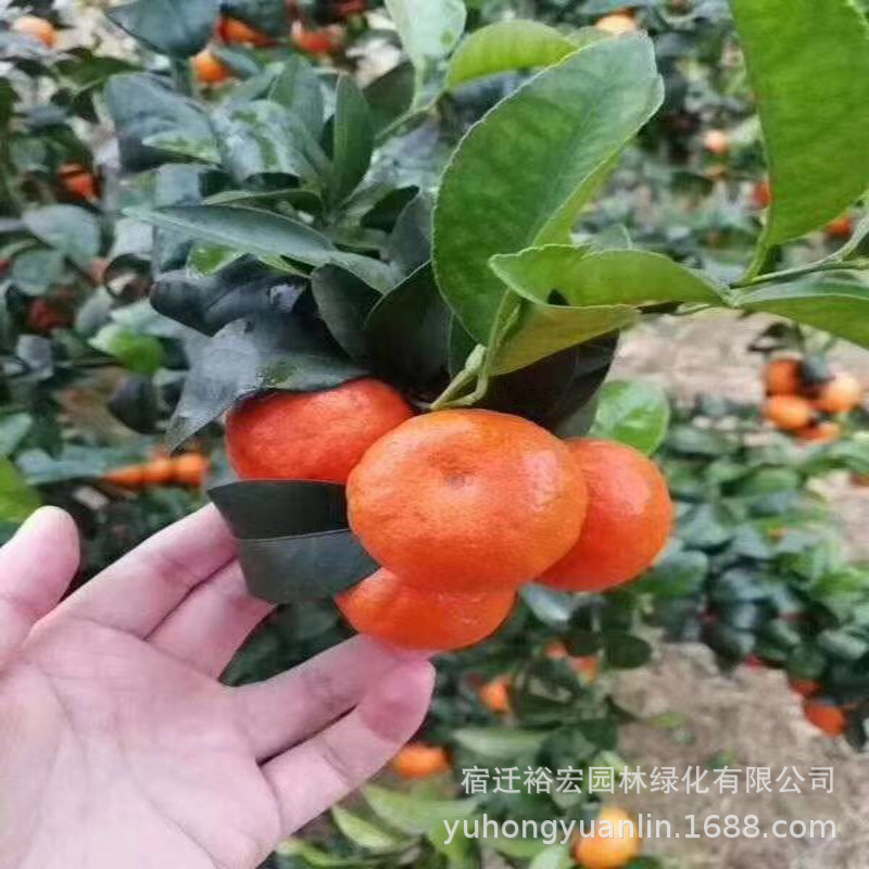 Wholesale Orange Seedlings Guangyuan Sugar Orange 2 years Seedless Tangerine Potted plant Fruit tree seedlings