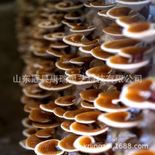 活体灵芝盆栽菌种菌包 灵芝菌棒 赤灵芝菌袋 山东冠县灵芝基地-阿里巴巴