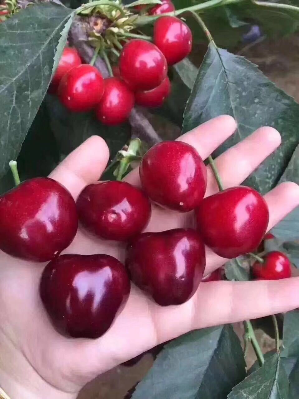 微信图片_201903211115565