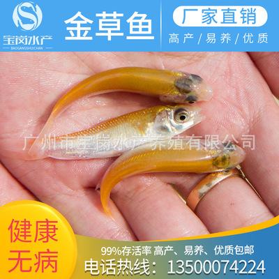 俄羅斯金草魚苗、優質金草魚苗、金草魚苗、廣東金草魚苗批發廠家
