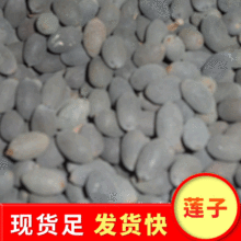 �����A��Ұɏ���ӹ�ˇԭ�� �h���ɻ�ʯ�Fɏ�ӻ���