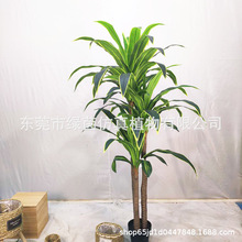 仿真巴西铁绿植盆景180cm 芳香/香花龙血树绿植  布景王莲千年木