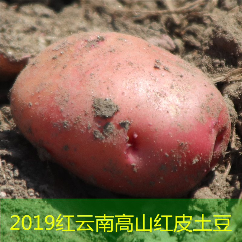 【买5斤送5斤 云南红皮小土豆】5KG新鲜现挖高山马铃薯W2|ru