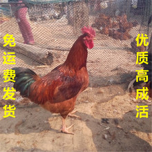 【散养红玉公鸡苗】_红玉鸡养殖厂家_青脚麻鸡批发市场 保质保量