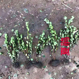 �������l�G�����N���Në���N���ù�ľ���̾Gֲ��·��̨���G��