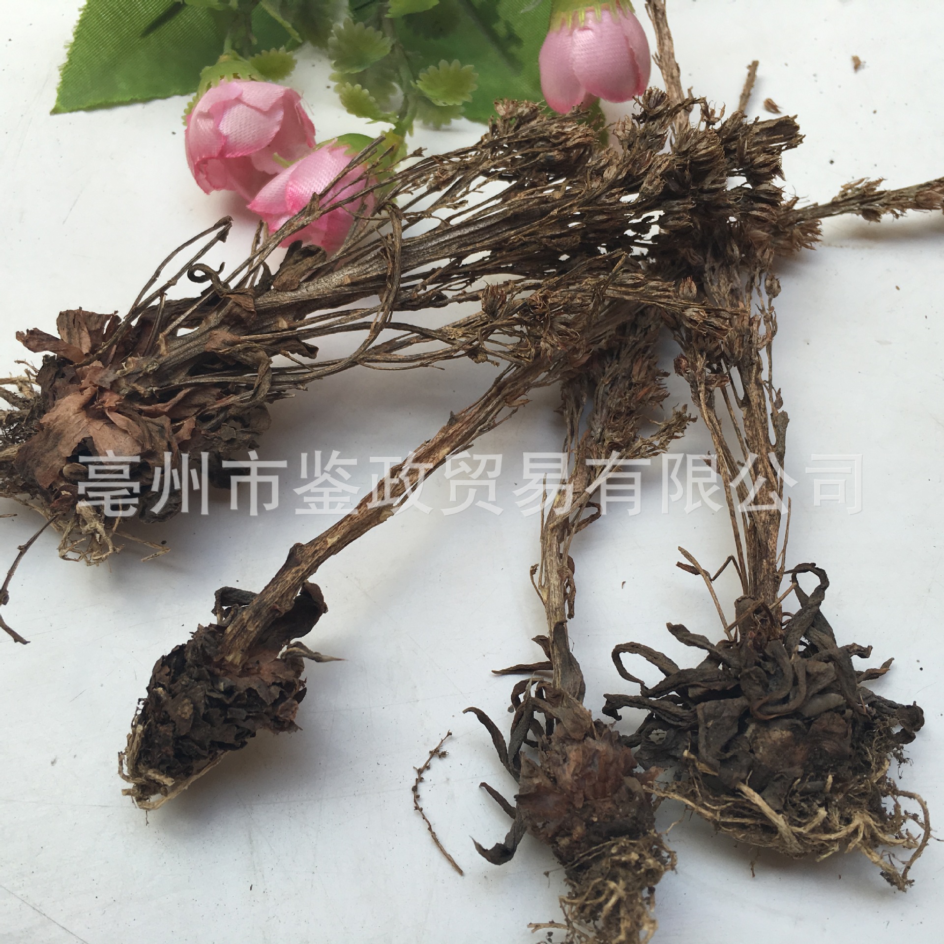 Dried Orostachys Herb Wasong 瓦松 Whole Plant 500g Bag Traditional Chinese Herbal Botanical key features