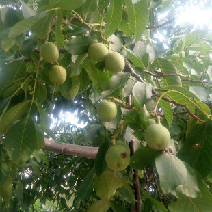 ����ֱ����������  �a������ ������Ҙ��� ������ ��Ƥ������