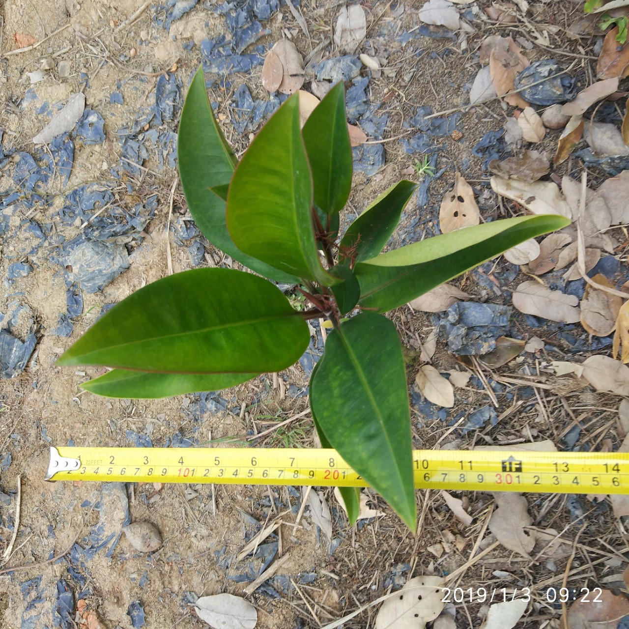 厂家直销盆栽木榄 红树林树苗批发 水生植物袋苗直销-阿里巴巴