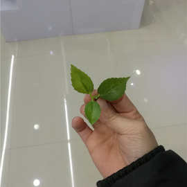 仿真植物仿真花叶配件 过胶梅花叶 植物墙把束装饰布叶子编织袋布
