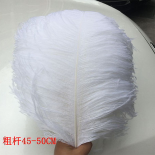 ���S���l�Ϸ��r�Bë45-50cm�֗U�r�Bë��ë����ë��ɫ�r�B��ë