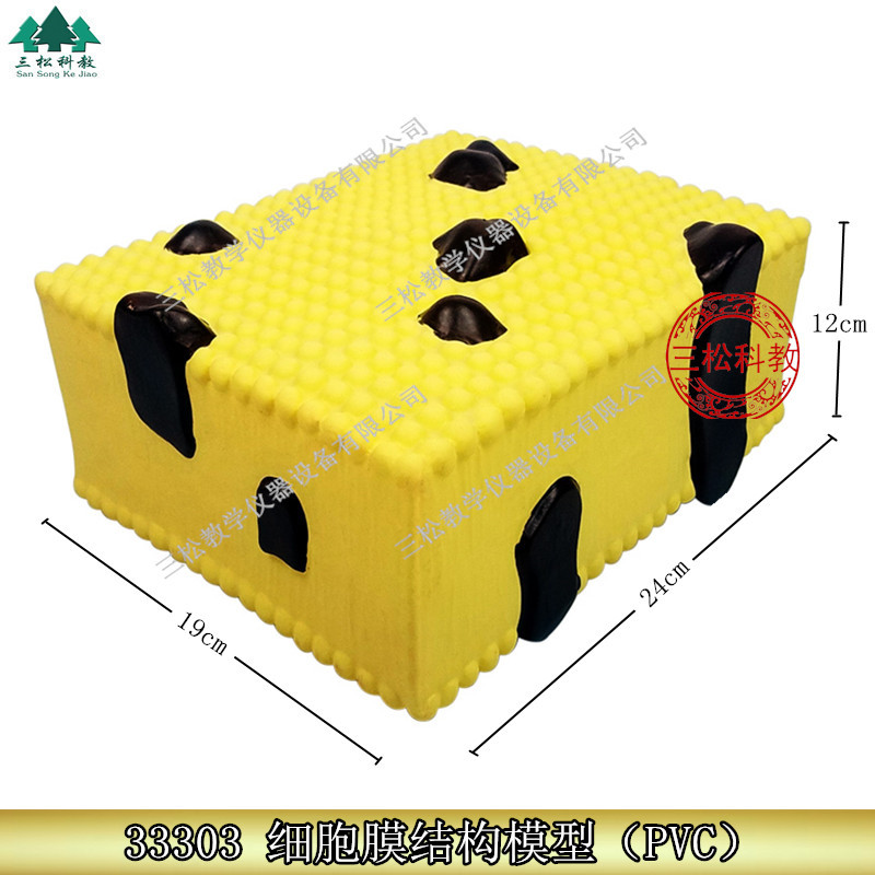 细胞膜结构模型 J33303 初中、高中生物实验器材 中学 教学仪器