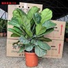 [Base directly batch] Qinye banyan potted indoor and outdoor living room plant four seasons Changqingqin leaf banyan easy to raise green plants