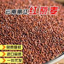 云南红藜麦云南丽江红藜麦 500g 龙牙米 藜麦米量大从优