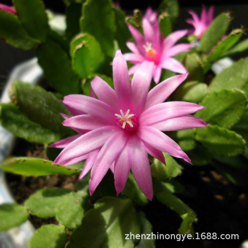 Base wholesale Schlumbergera Fairy Netherlands Red Succulent plants Rivers and lakes Stall Flower seedlings Then Bloom