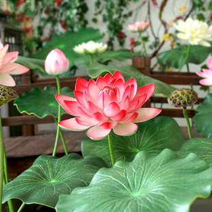 �پGֲ�ɻ�������~���S���l����˯ɏ�b�Ӱҕ�ɻ����쾰ˮ��Ư