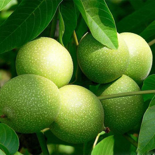 ���س��۬F؛�޽�Ʒ�N���Ҙ��� ֱ��1����  80����Ҏ��ں˺�����