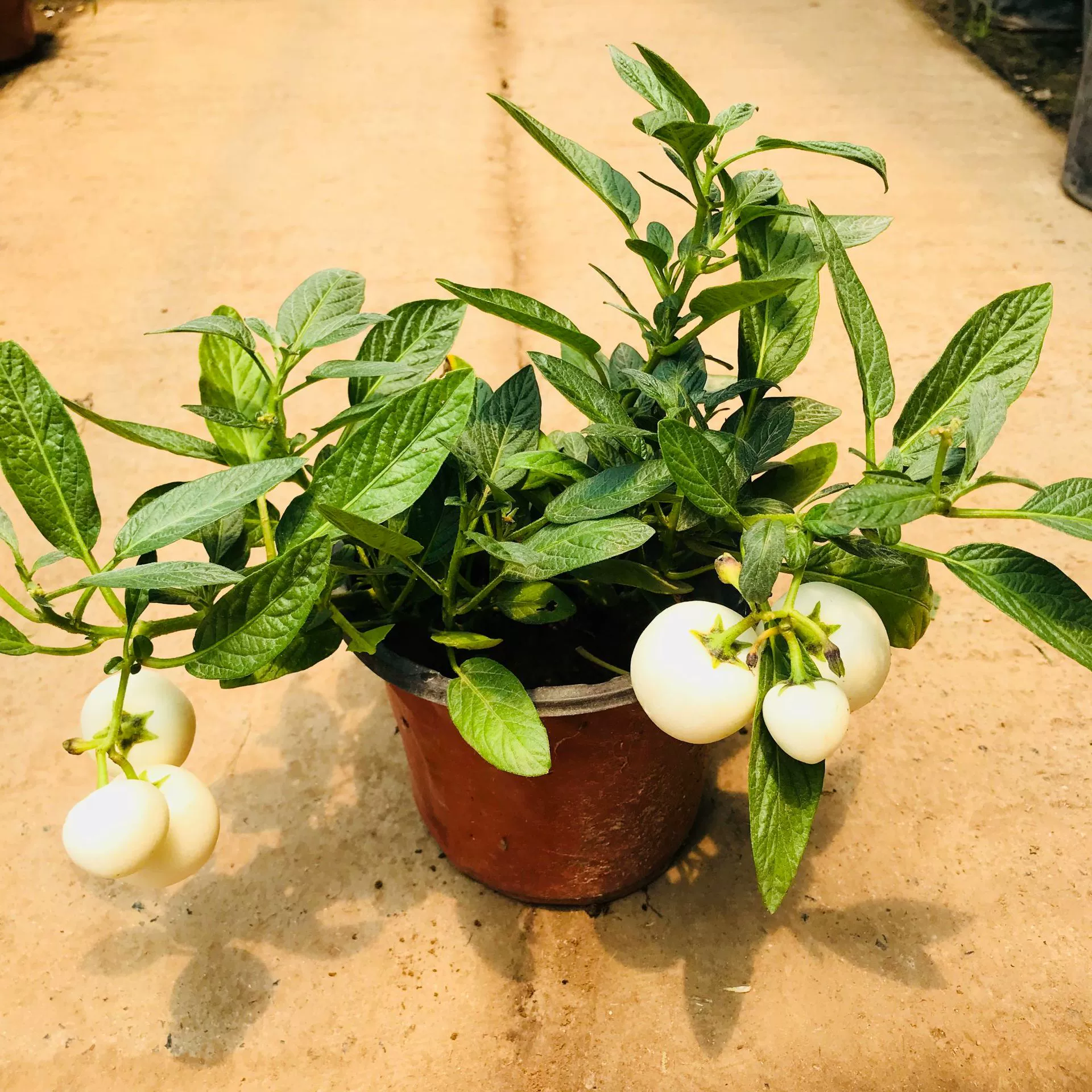 Посадка четырех сезонов Плоды года в горшке Зеленые посадки Цветы Домашний двор Декоративные фрукты года Зеленая посадка Съедобные плоды года