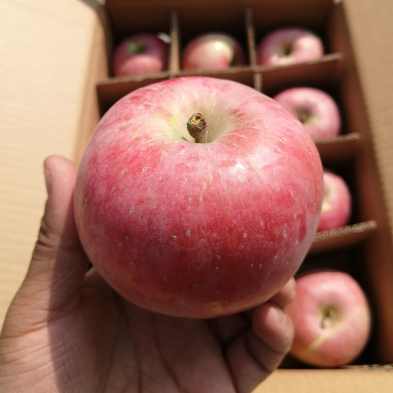 陕西红富士膜袋丑苹果新鲜水果10斤一件代发日发5000件韵达邮政|ru
