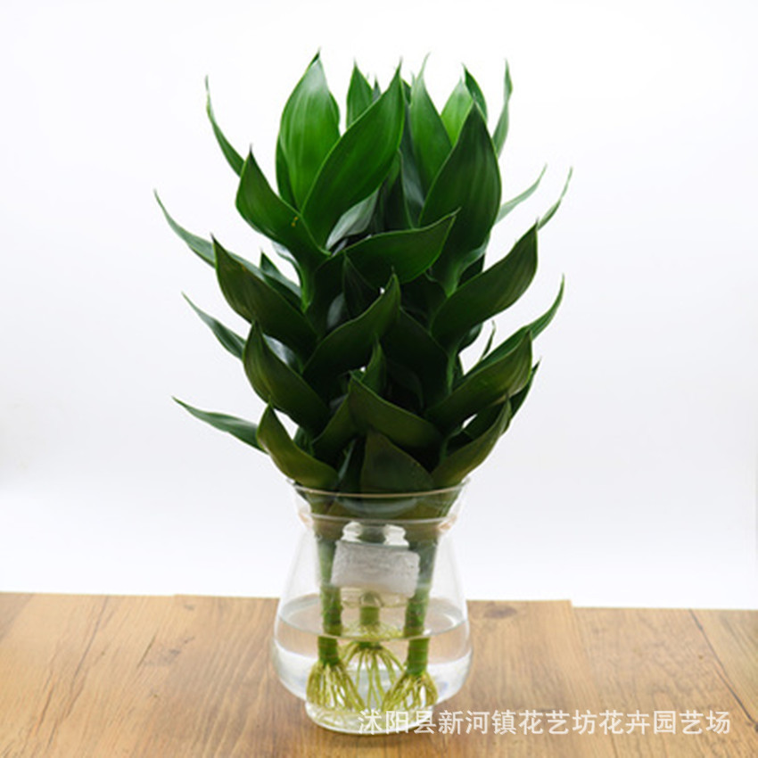 TB29VgEdRyN.eBjSZFgXXXmGXXa_!!